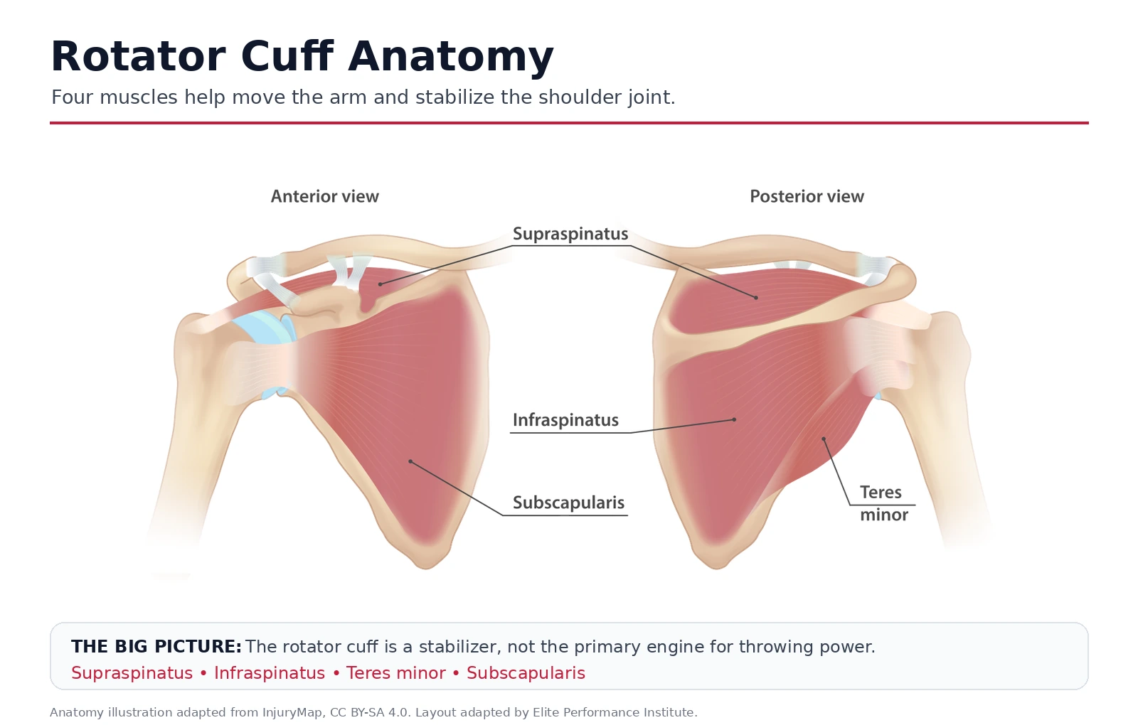 Rotator cuff anatomy showing the supraspinatus, infraspinatus, teres minor, and subscapularis muscles