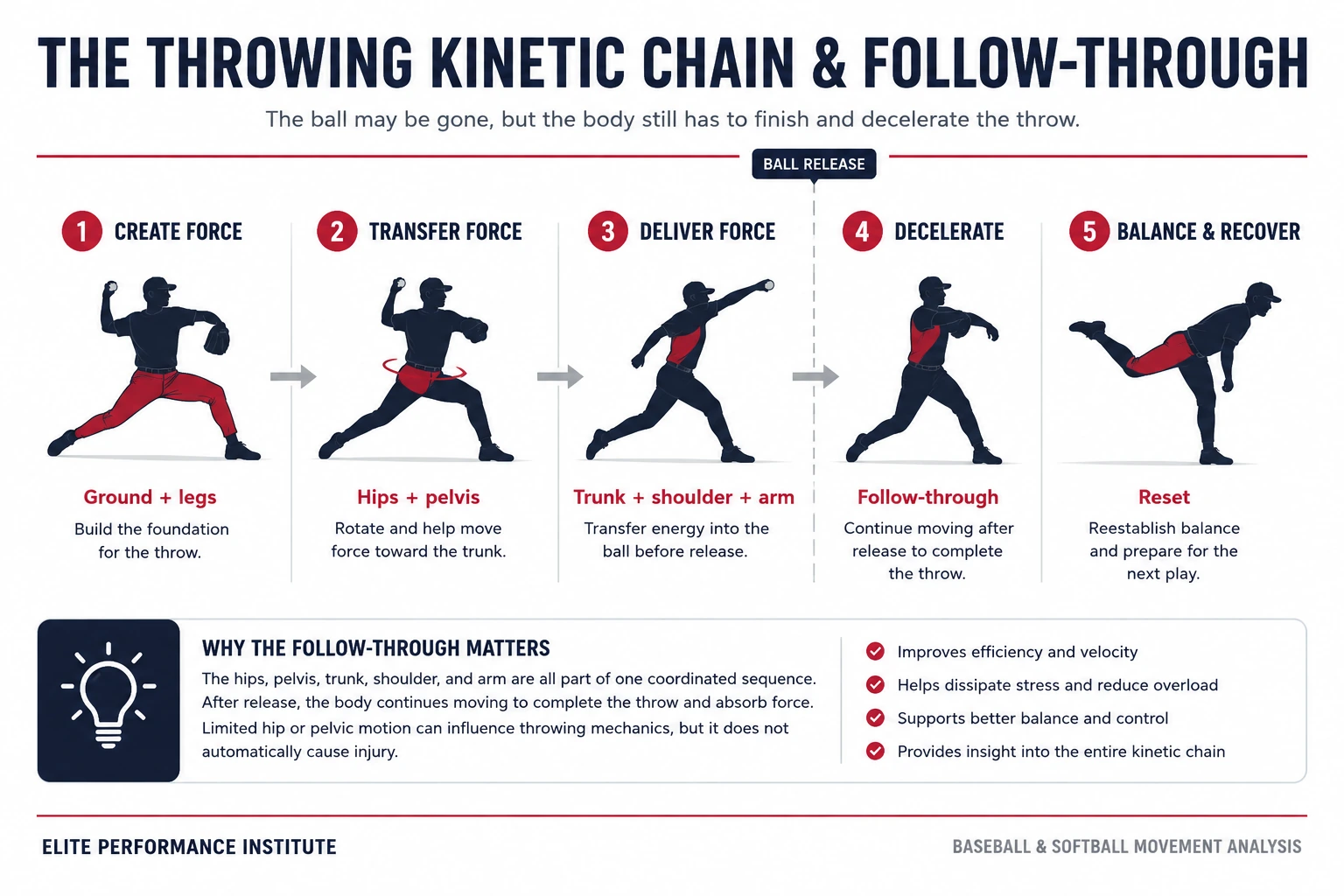 Baseball & Softball Throwing Kinetic Chain Infographic Infographic showing the throwing kinetic chain from the legs and hips through the trunk, arm, ball release, and follow-through